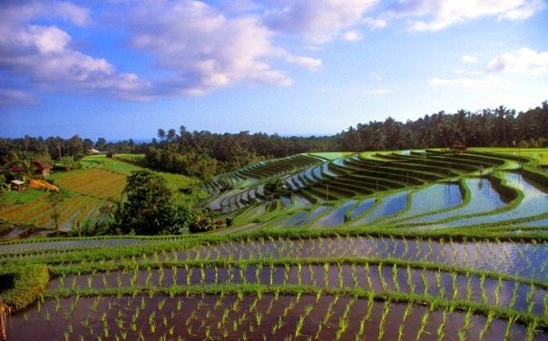 Safety Tips For Enjoying Canggu Nightlife