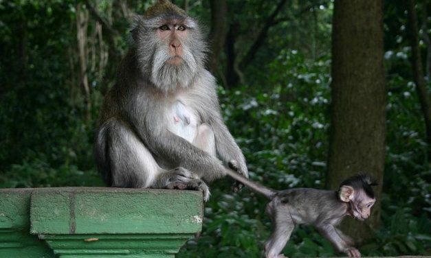 Where To Find The Best Budget Deals In Seminyak?