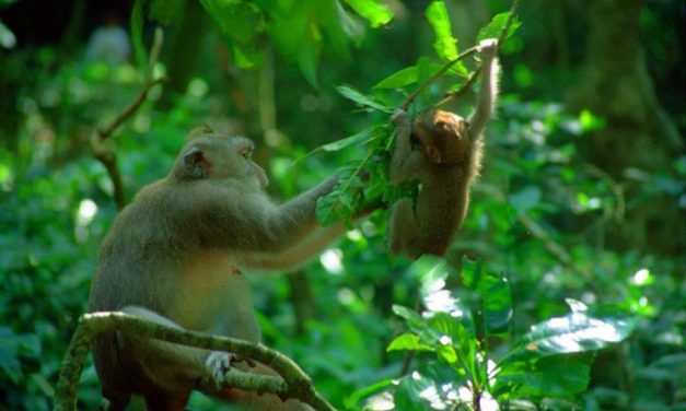 Seminyak Yoga Retreats Focusing On Mindfulness