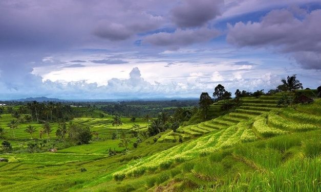 Sacred Monkey Forest Sanctuary Visiting Hours