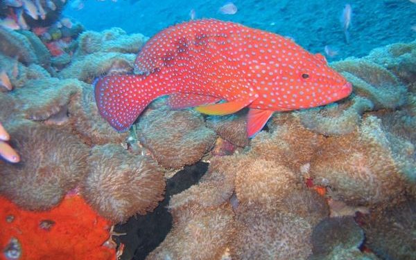 Canggu Temples For Spiritual Retreats