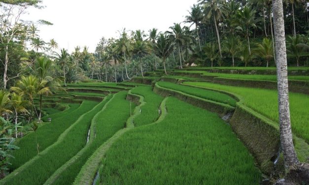 Yoga And Adventure Retreats In Ubud
