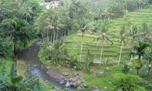 Bali Swing Ubud Reviews And Recommendations