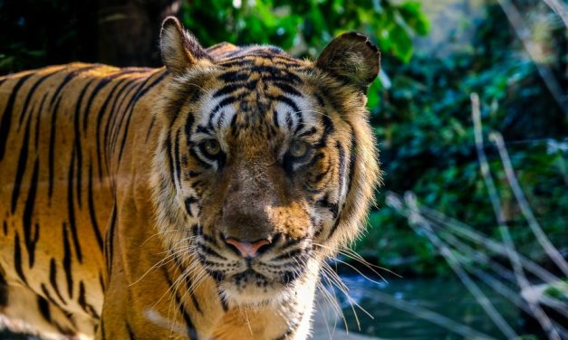 Tanah Lot Evening Hours And Closing Times