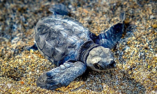 Boutique Hotels In Ubud With Balinese Architecture