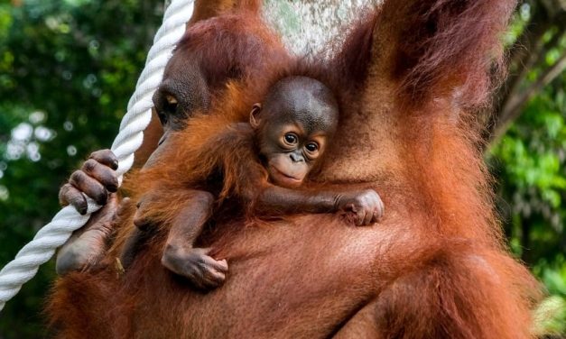 Seminyak Honeymoon Deals And Discounts