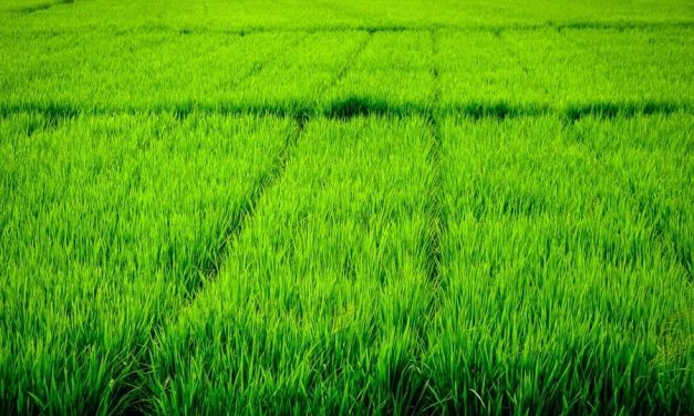 Kuta Scooter Rental For Easy Travel