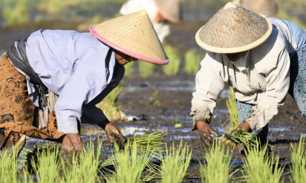 Bali’s Fertile Soils Help Grow More Than Just Rice As Eco-Minded Tourists Can Discover On Vacation
